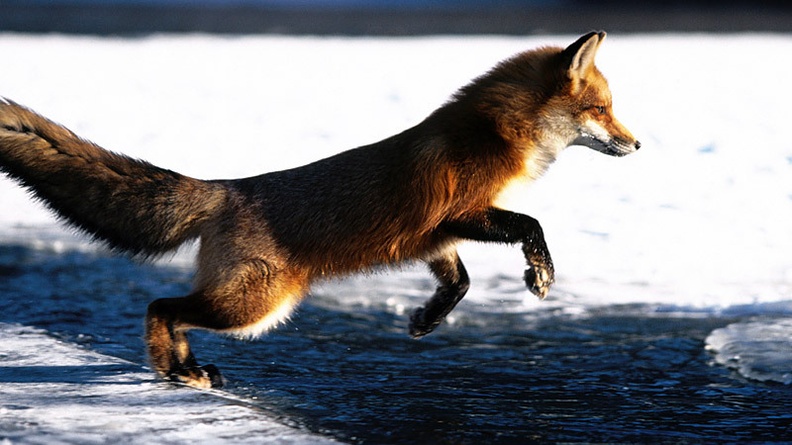 Spring Into Action, Red Fox